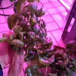 Aeroponic basil roots