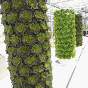 This image basically sums up what we already knew when we started and now you can see it too: Vertical farming is also beautiful!