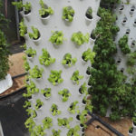 Urban Vertical Plant Cultivation