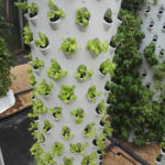 Soilless Vertical Barrel / 3D-NFT