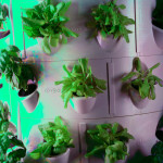 Urban Plant Cultivation