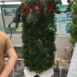 Urban Vertical Plant Cultivation