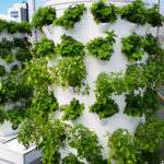 Urban Plant Cultivation