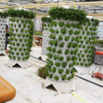 Urban Plant Cultivation