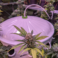 Netafim pressure irrigation - Cannabis