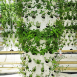Aponix at Urban Gardening Event in Research Facility