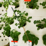 Aponix at Urban Gardening Event in Research Facility