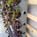 aponix living Wall System / usable as Wall-NFT or with substrate