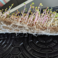 aponix-1020tray-microgreen-roots-02